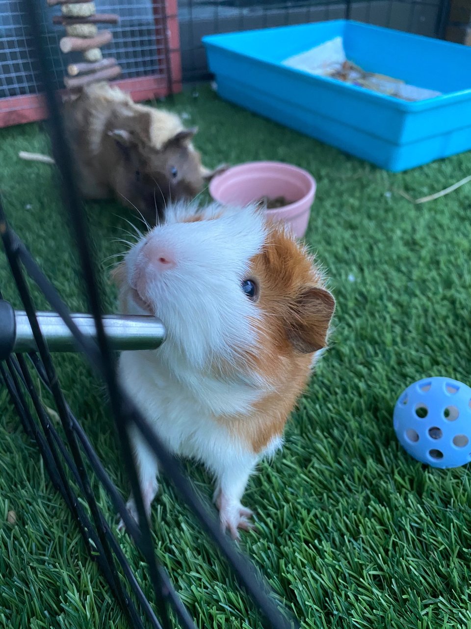 S’mores  - Guinea Pig Small & Furry