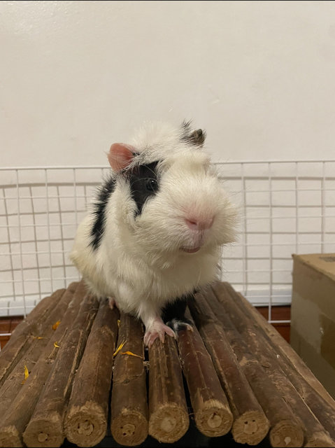 Rocky - Guinea Pig Small & Furry