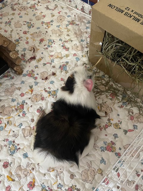 Rocky - Guinea Pig Small & Furry