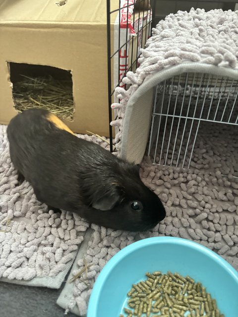 Mocha - Guinea Pig Small & Furry