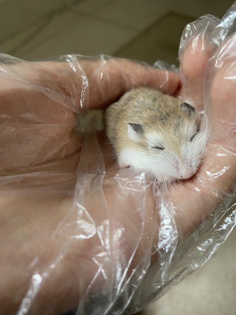 Fluffy  - Roborovsky's Hamster + Short Dwarf Hamster Hamster