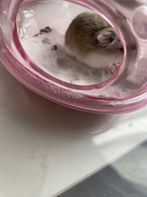 Fluffy  - Roborovsky's Hamster + Short Dwarf Hamster Hamster