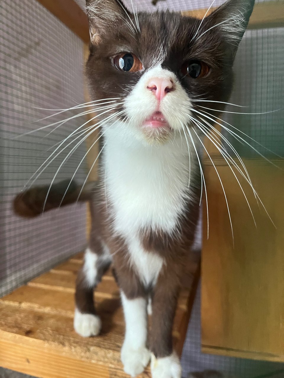 Bear - British Shorthair + Domestic Short Hair Cat