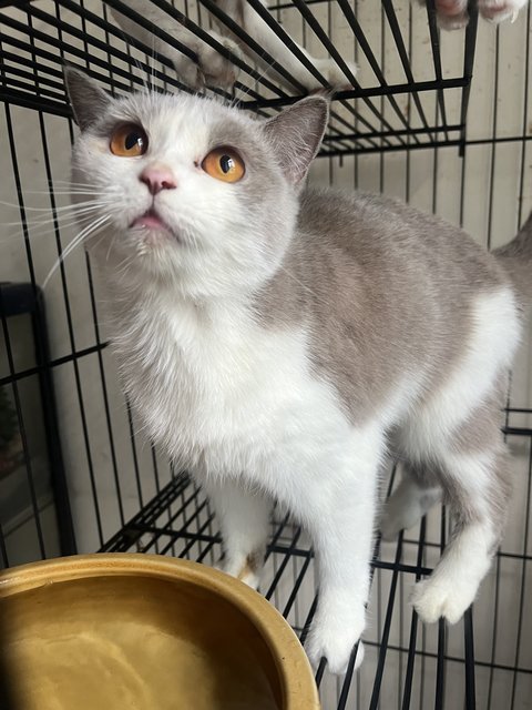 Twinkle - British Shorthair + Domestic Medium Hair Cat