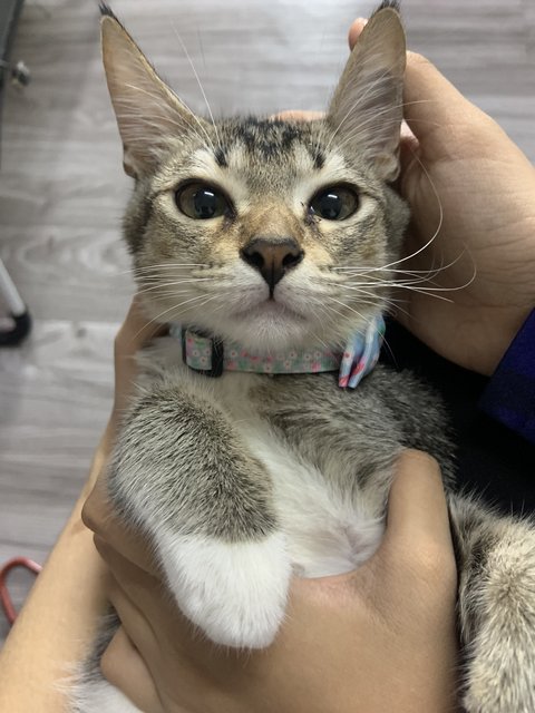 Mochi - Domestic Short Hair Cat