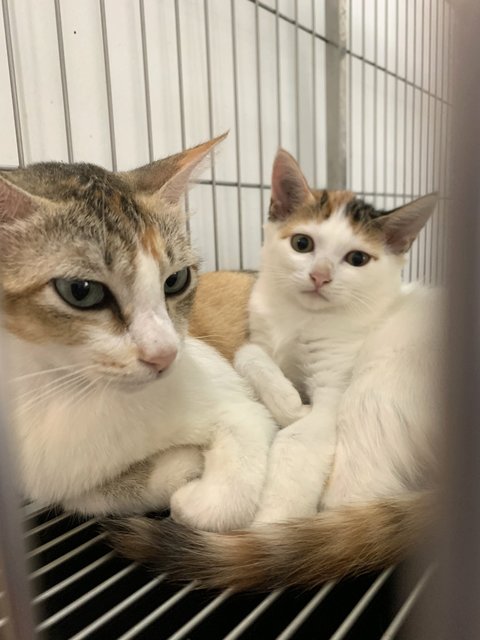 Reagan &amp; Piper: Mom + Baby Pair Adoption - Domestic Short Hair Cat