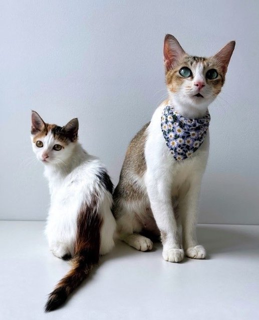 Reagan &amp; Piper: Mom + Baby Pair Adoption - Domestic Short Hair Cat