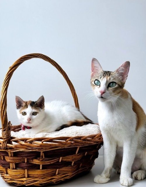 Reagan &amp; Piper: Mom + Baby Pair Adoption - Domestic Short Hair Cat