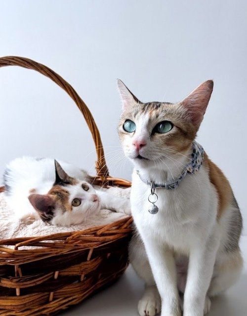 Reagan &amp; Piper: Mom + Baby Pair Adoption - Domestic Short Hair Cat