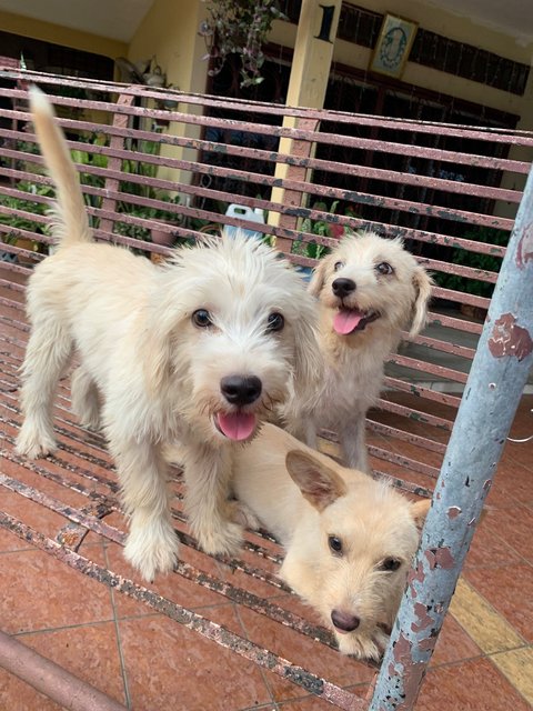 Muffin - Shih Tzu + Poodle Dog