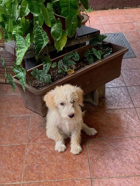 Muffin - Shih Tzu + Poodle Dog