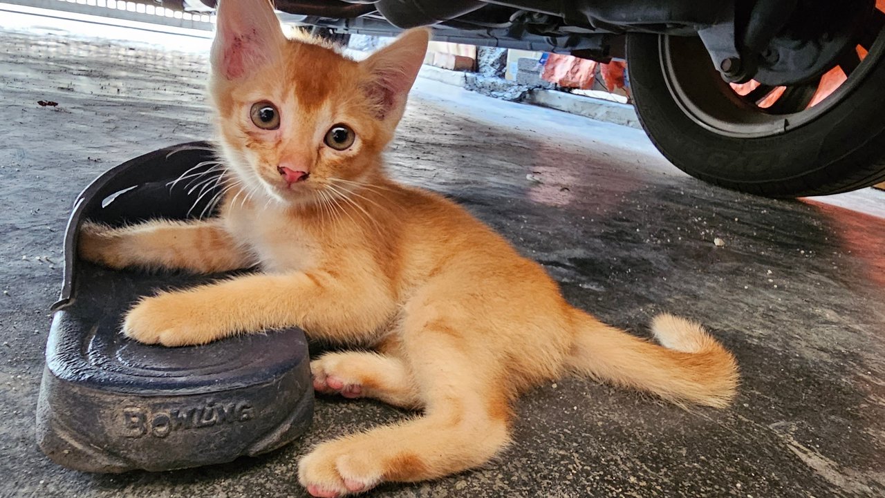 Orange - Domestic Short Hair + Abyssinian Cat