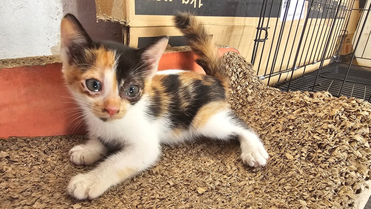 Mimi - Calico Cat