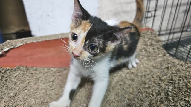 Mimi - Calico Cat