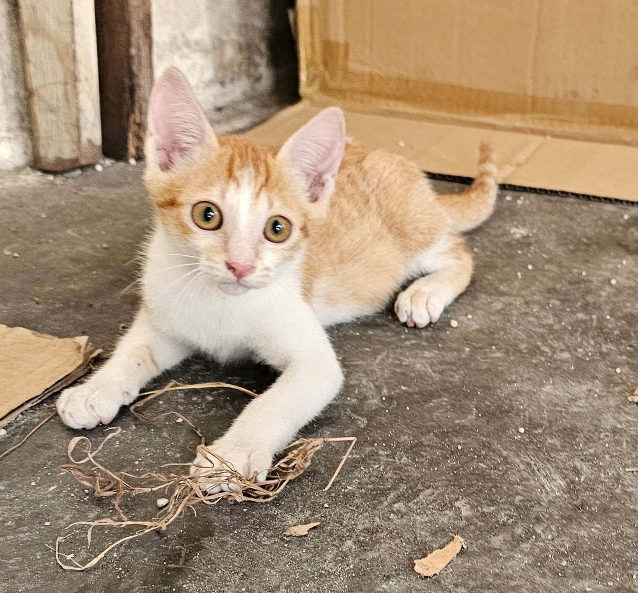 Kiki - Domestic Short Hair + Tabby Cat