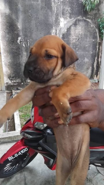 5 Pups For Adoption  - Mixed Breed Dog