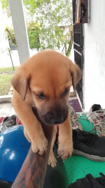 5 Pups For Adoption  - Mixed Breed Dog