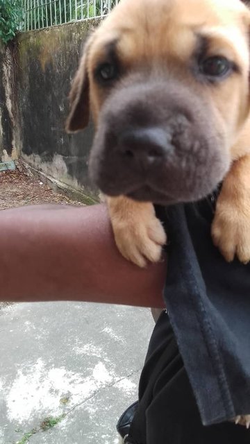 5 Pups For Adoption  - Mixed Breed Dog