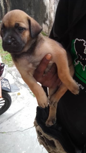 5 Pups For Adoption  - Mixed Breed Dog