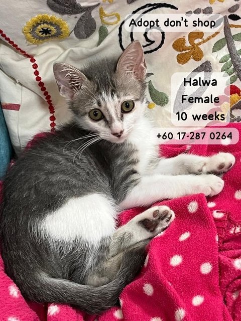 Halwa  - Domestic Medium Hair Cat