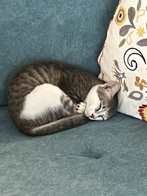 Halwa  - Domestic Medium Hair Cat
