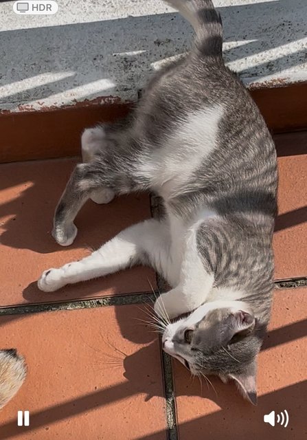 Halwa  - Domestic Medium Hair Cat