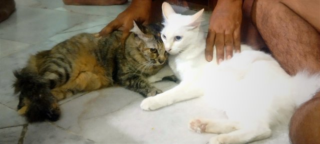 Karoo And Snowwhite - Turkish Angora + Maine Coon Cat