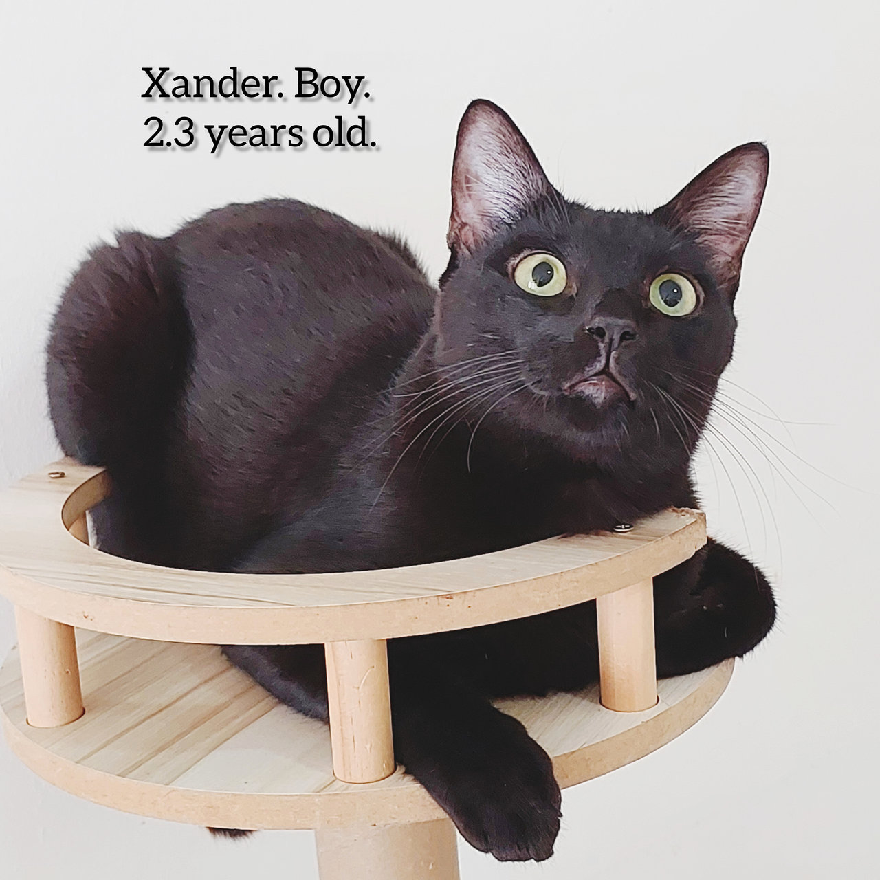 Xander - Domestic Short Hair Cat