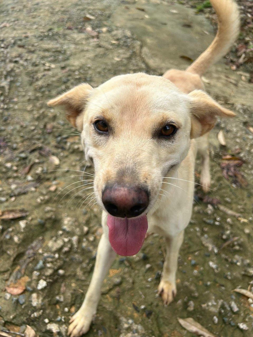 Girly - Mixed Breed Dog