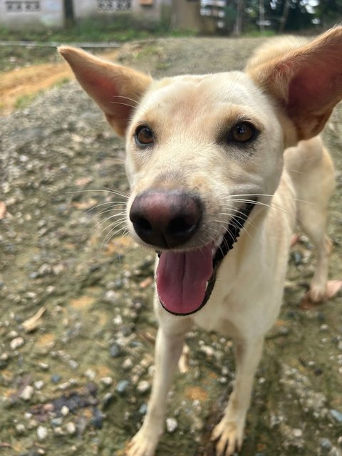 Girly - Mixed Breed Dog