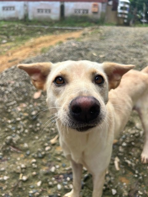 Girly - Mixed Breed Dog