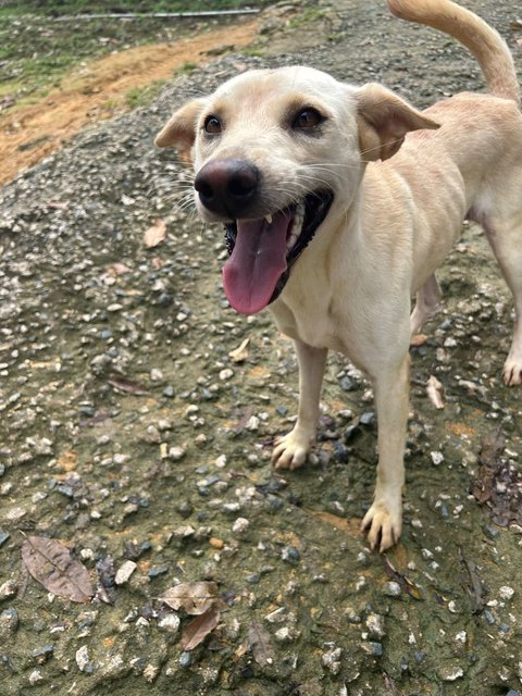 Girly - Mixed Breed Dog