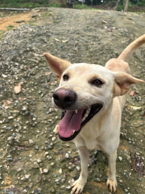 Girly - Mixed Breed Dog