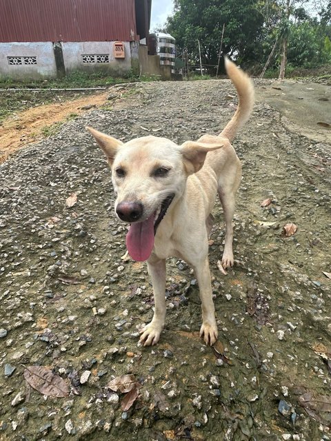 Girly - Mixed Breed Dog