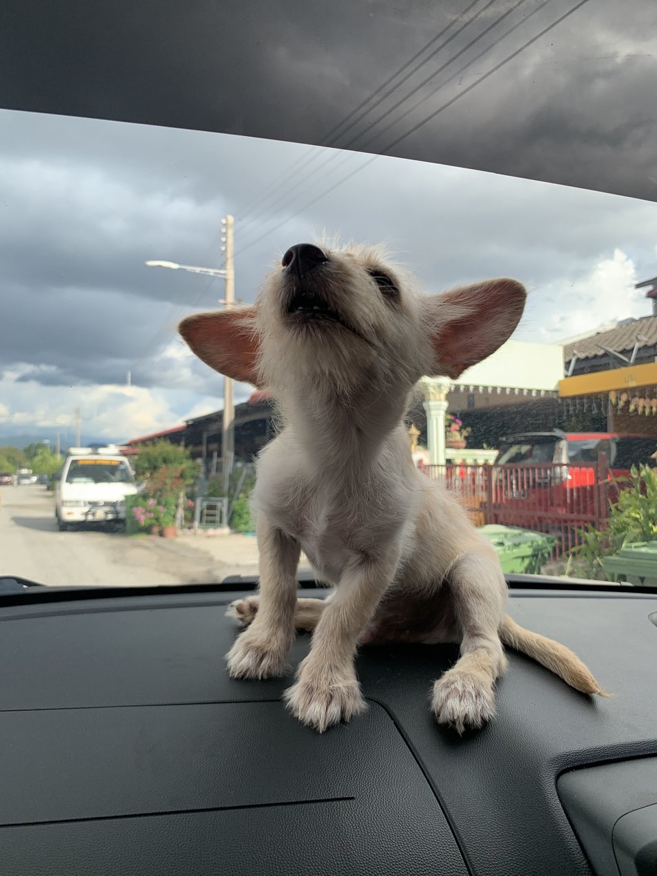 Yoda - Shih Tzu + Poodle Dog