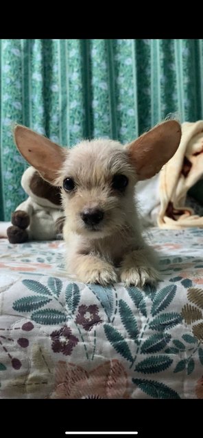 Yoda - Shih Tzu + Poodle Dog