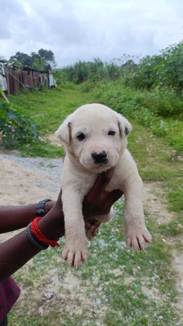 4 Female - Mixed Breed Dog