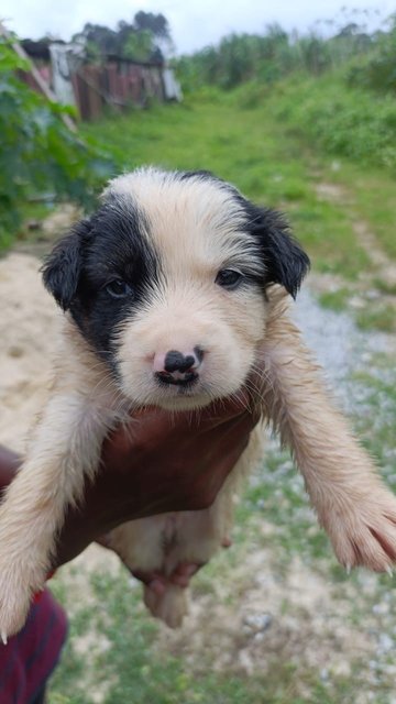 4 Female - Mixed Breed Dog