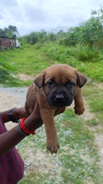 4 Female - Mixed Breed Dog