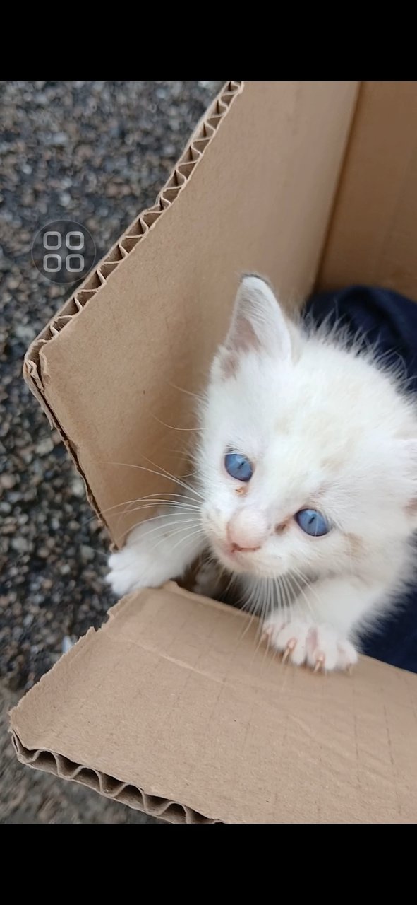 Whity - Domestic Medium Hair Cat