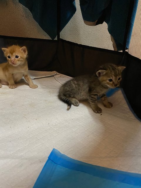 Lara (Orange) &amp; Syrra (Grey) - Domestic Short Hair Cat