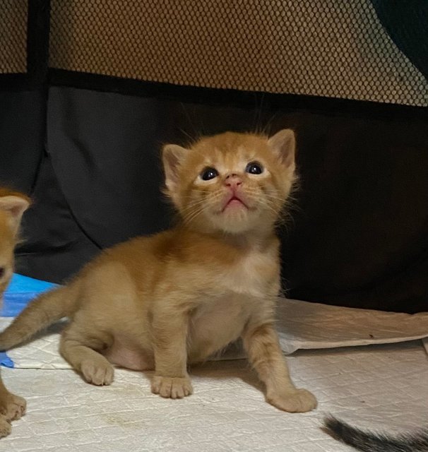 Lara (Orange) &amp; Syrra (Grey) - Domestic Short Hair Cat