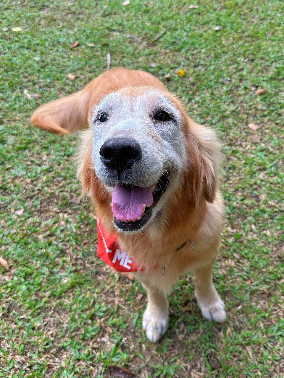 Rosie - Golden Retriever Dog