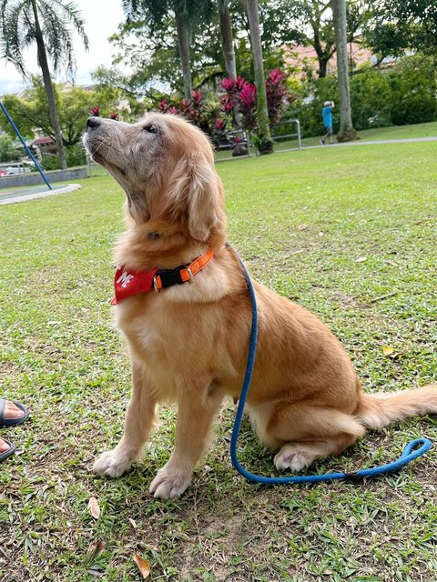 Rosie - Golden Retriever Dog