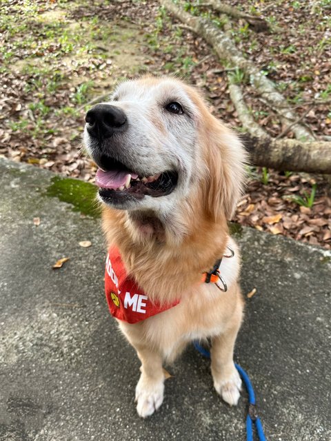 Rosie - Golden Retriever Dog