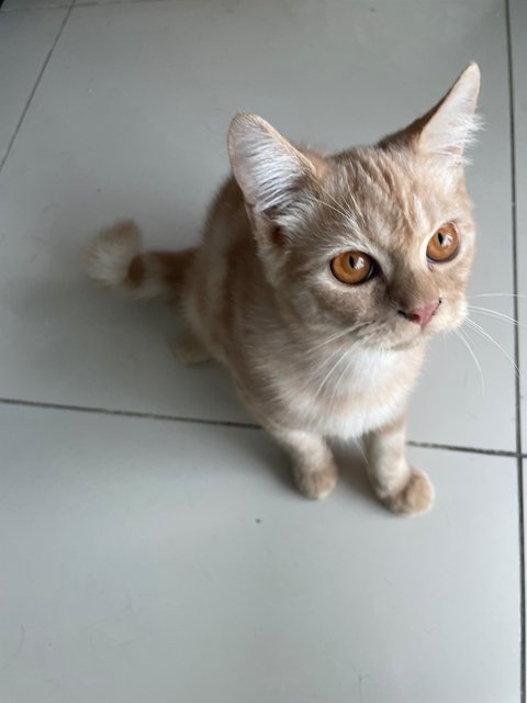 Oogie - Persian + British Shorthair Cat