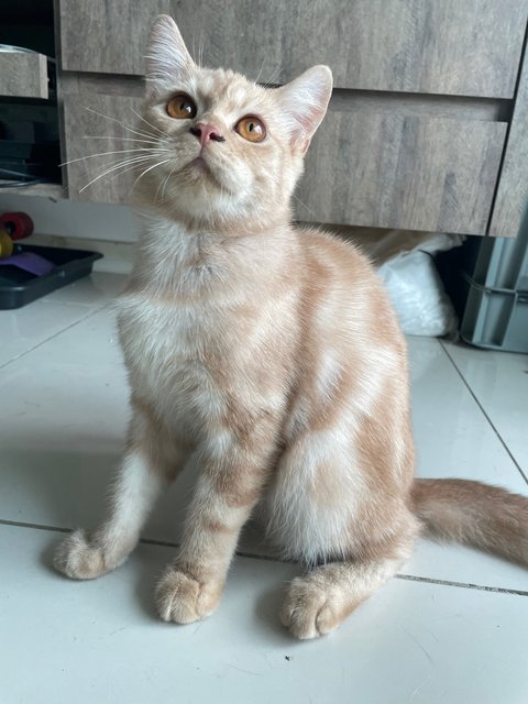 Oogie - Persian + British Shorthair Cat