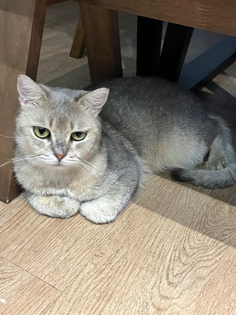 Grey - British Shorthair Cat