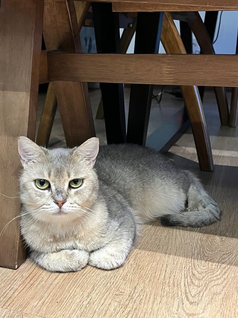 Grey - British Shorthair Cat