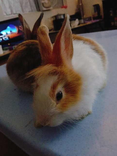 Milky And Pearl - Angora Rabbit + Harlequin Rabbit